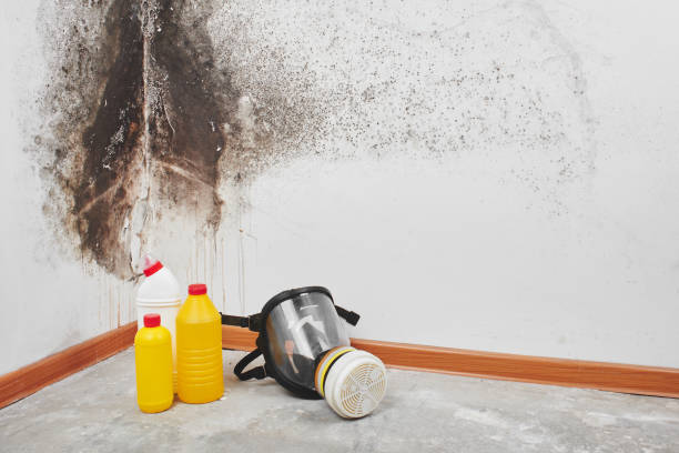 Best Home Mold Removal  in Miles, TX
