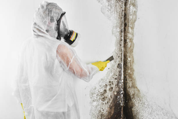Best Mold Damage Repair  in Miles, TX