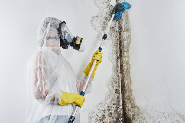 Best Emergency Mold Removal  in Miles, TX