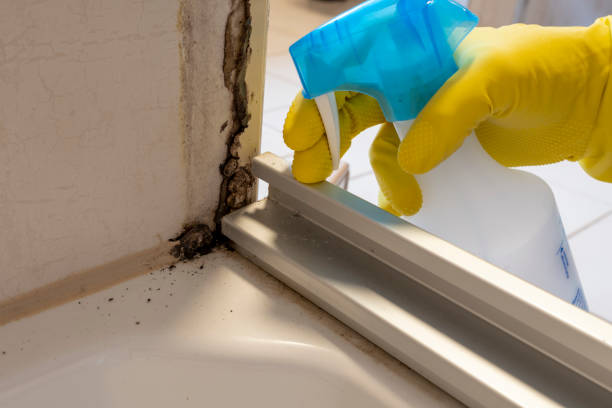 Best Toxic Mold Removal  in Miles, TX