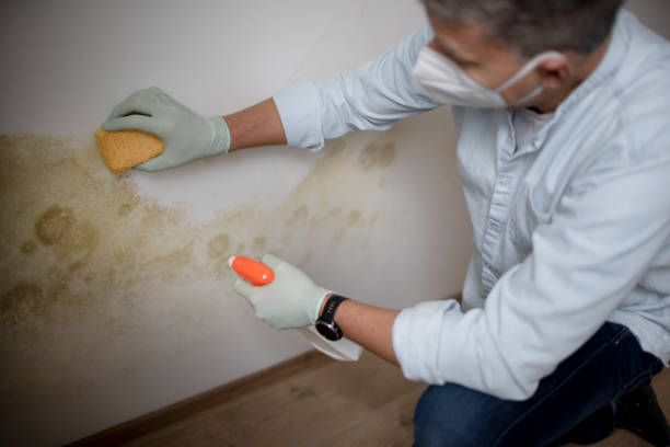 Best Mold Testing  in Miles, TX