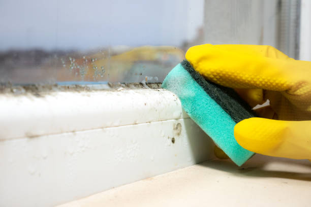 Best Same-Day Mold Removal  in Miles, TX