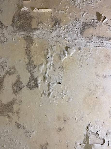 Crawl Space Mold Removal in Miles, TX