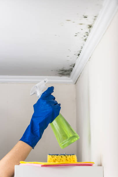 Certified Mold Removal in Miles, TX